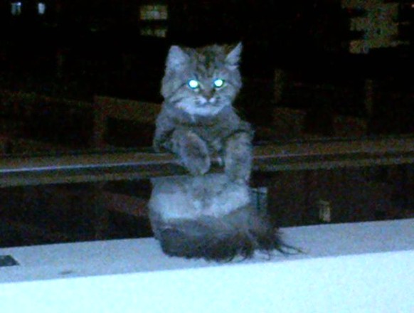 Katze auf Balkon.

http://imgur.com/gallery/aOt1L