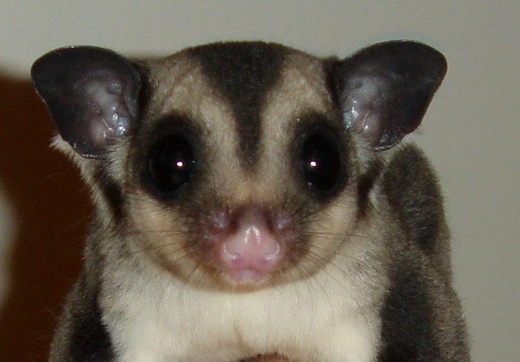 Kurzkopfgleitbeutler/Sugar Glider
Cute News
https://commons.wikimedia.org/wiki/File:Petaurus_breviceps_08_-_by_Wm_Jas.jpg