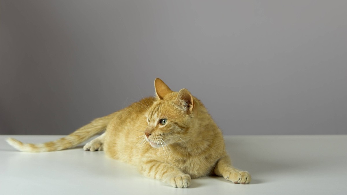 Studio shot of a beautiful kitteen more pictures of the same cat on my gallery PUBLICATIONxINxGERxSUIxAUTxONLY Copyright: 30300948