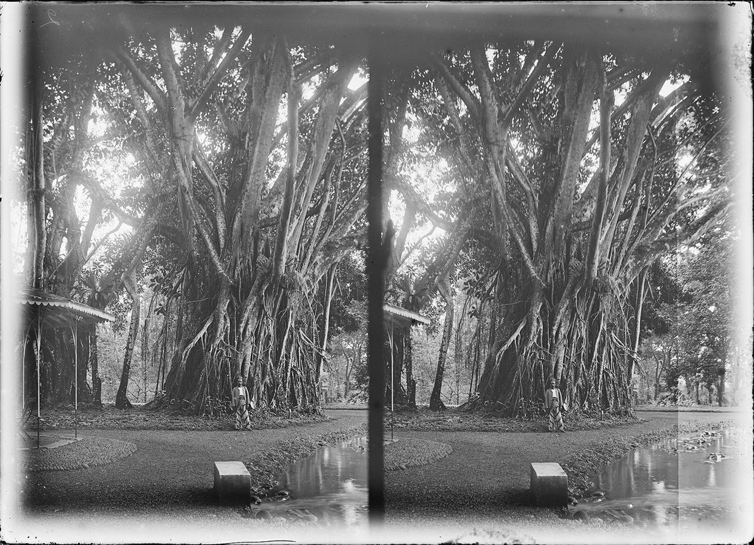 «Buitenzorg, Botanischer Garten, Ficus Elastica mit &quot;Jongens&quot; Ngut 1898». Foto von Carl Schröter und Maurice Pernod.
http://doi.org/10.3932/ethz-a-000069583