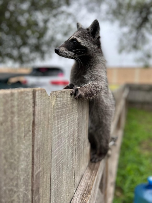 cute news tier waschbär raccoon

https://www.reddit.com/r/Raccoons/comments/10gj56i/baby_raccoon/