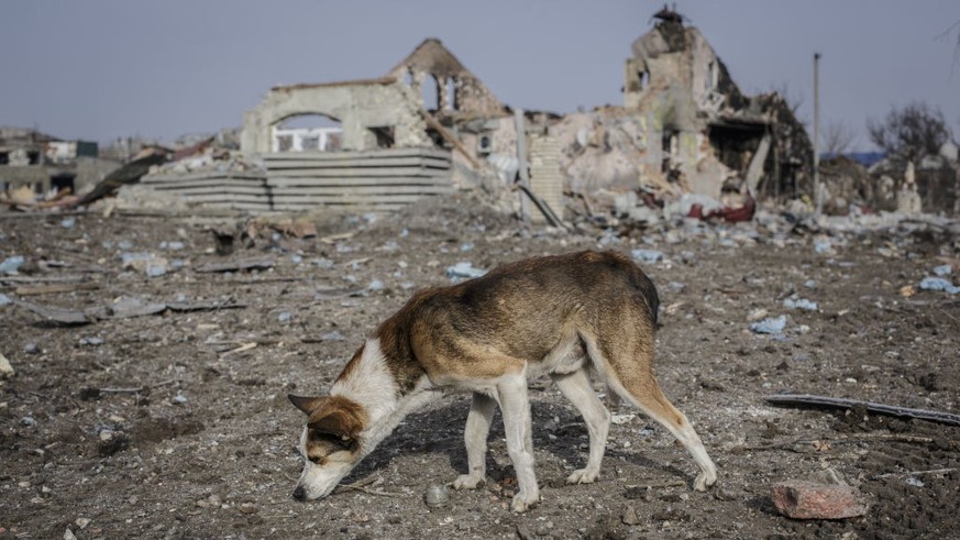 BAKHMUT, UKRAINE - FEBRUARY 24 A dog searchs for food amid rubble as Russia-Ukraine war continues in Bakhmut, Ukraine on February 24, 2023. (Photo by Marek M. Berezowski/Anadolu Agency via Getty Image ...