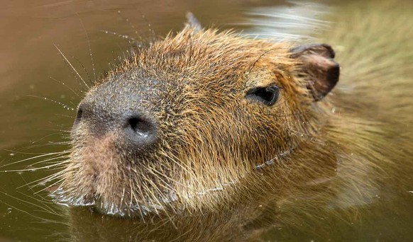 capybara

https://imgur.com/t/capybara/h8Hlt9m