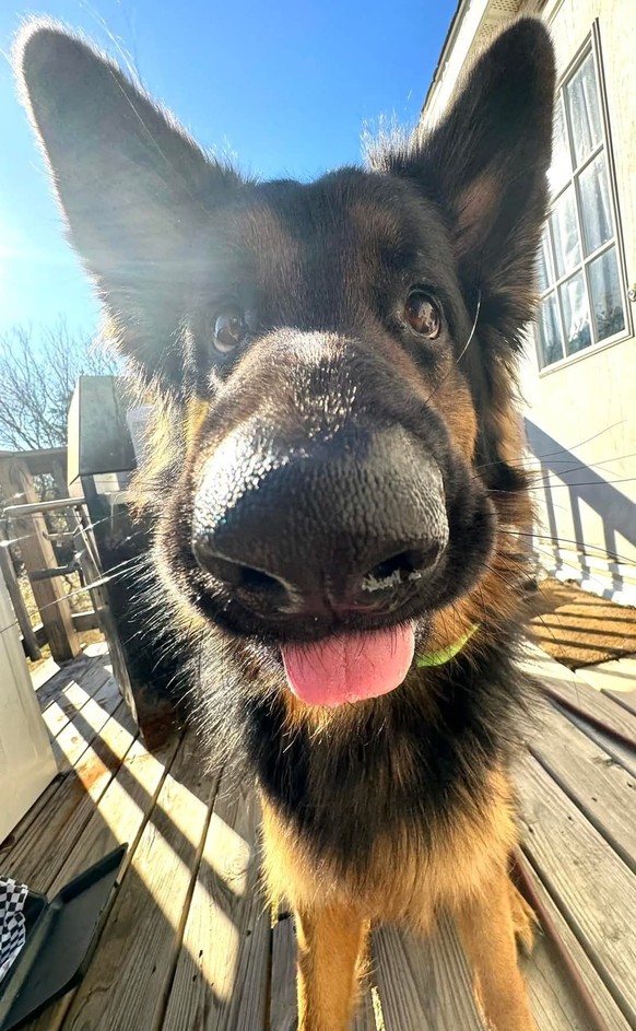 cute news tier hund

https://ch.pinterest.com/pin/1121888957206566576/