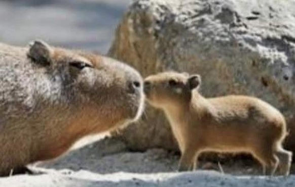 Cute News: Tierische Eltern und ihr Nachwuchs.