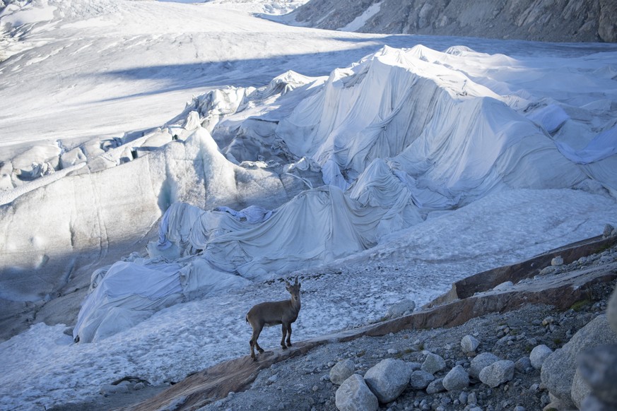 Ein junger Steinbock steht vor dem mit Flies abgedeckten Gletscher Ende des Rohnegletscher oberhalb von Gletsch am Furkapass am Dienstag, 19. Juli 2016. (KEYSTONE/Urs Flueeler)