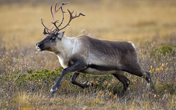 Rentier Rangifer tarandus, erwachsenes Tier auf der Tundra mit blutigem Geweih, das im Herbst Samt abwirft, Herbst, Lappland, Schweden, Europa Reindeer Rangifer tarandus, adult running on the tundra w ...
