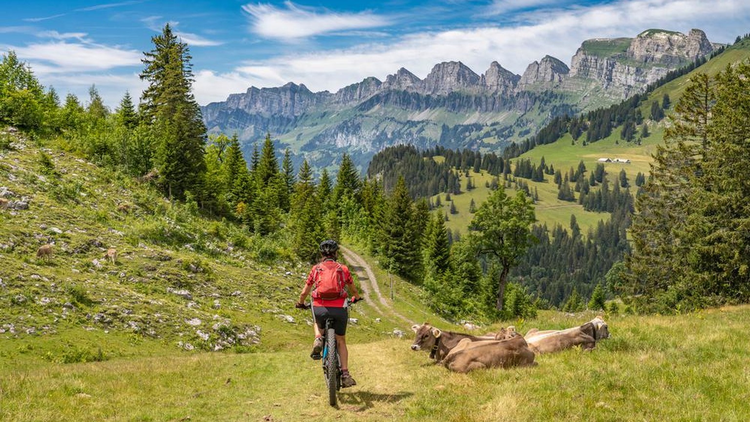 Churfirsten Kühe Kuehe Bike Mountainbike