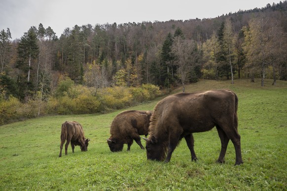 epa10283537 European bisons are photographed in a 50 hectares enclosure of the &quot;Projekt Wisent Thal&quot;, in Welschenrohr, Switzerland, 03 November 2022. After seven weeks of stay, the acclimati ...