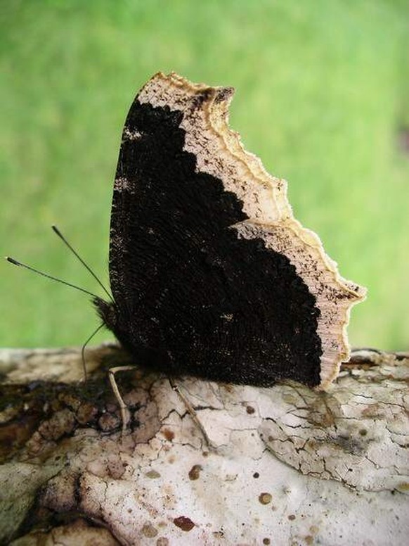 Schmetterling, Trauermantel