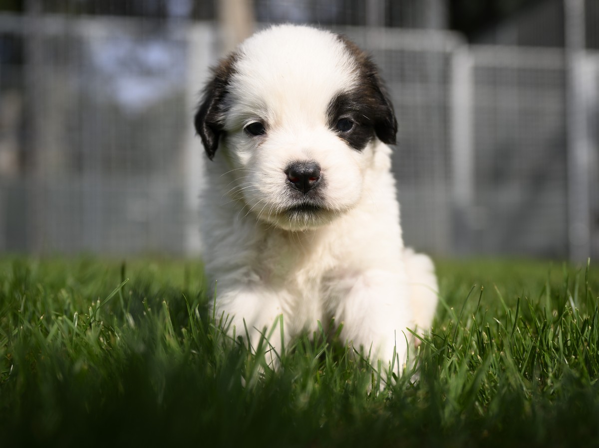 One of seven one month old puppies Sant-Bernard plays in the grass at the Barry Foundation's kennel, in Martigny, Tuesday, August 30, 2022. The Saint Bernard dog "Edene du Grand St. Bernard& ...