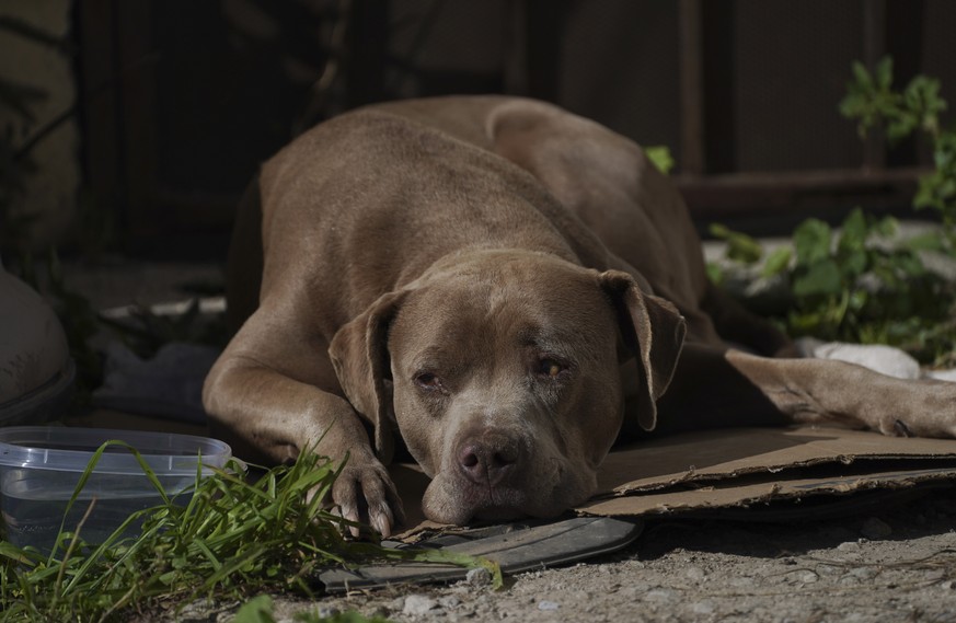Chato, the dog of murdered journalist Lourdes Maldonado, lays on the ground outside Maldonado