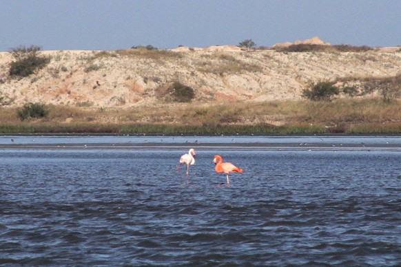 Flamingo Nr. 492 (links) mit seinem «Gspöndli».