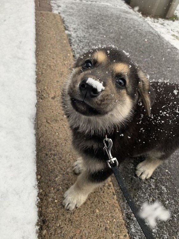 cute news tier hund

https://www.reddit.com/r/Awww/comments/10vxnv1/he_loves_the_smell_of_snow/