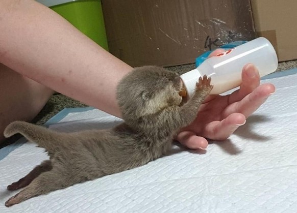 Alle antreten zum Cute-News-Appell!\nBaby-Otte beim Frühschoppen. (Wie viele Fluffs sind das? Reichts für 1 Kilo-Jööö?)