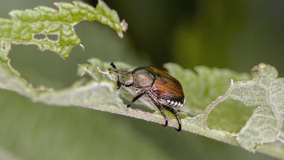 Japankäfer (Popillia japonica)