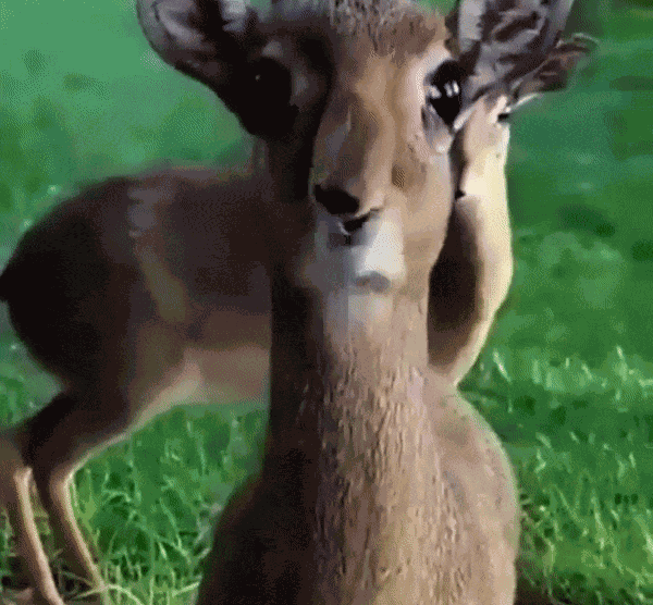Animiertes GIF