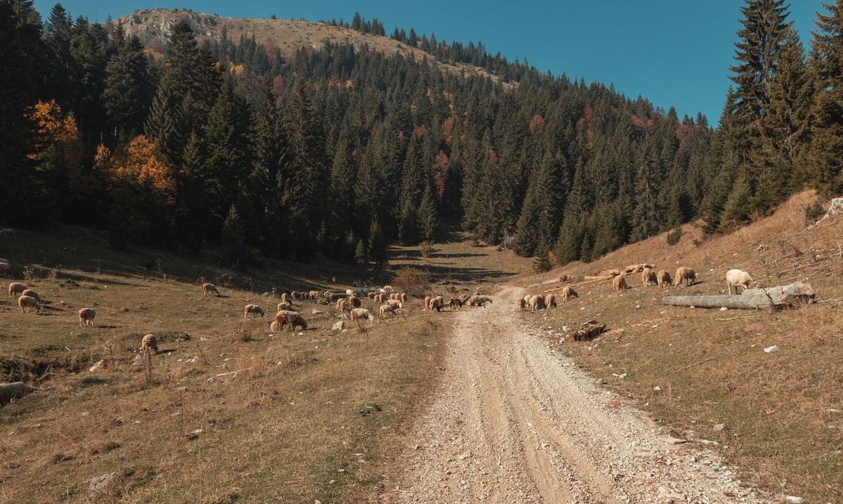 Gravel Path and Pasture of Nature with Grazing Flock of Sheep at Boge of Rogove Kosovo *** Gravel Path and Pasture of Nature with Grazing Flock of Sheep at Boge of Rogove Kosovo 1103400396