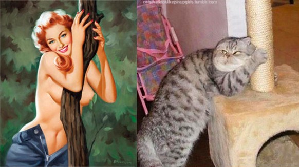 Katzen als Pin-Up-Girls