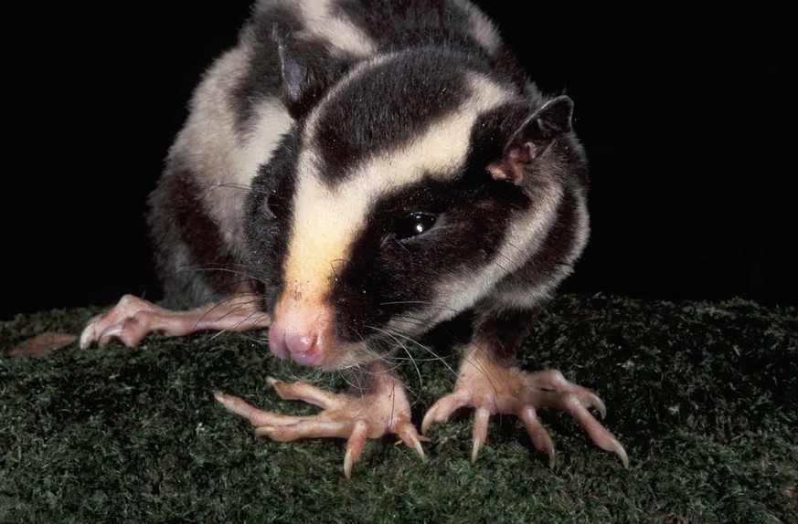 Grosser Streifenbeutler (Dactylopsila trivirgata) 

https://www.reddit.com/r/AIDKE/comments/1vs0jbq/indonesian_striped_possum_dactylopsila_trivirgata/