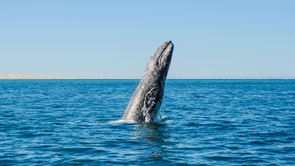 Extinct for 200 years: Gray whale reappears off the Atlantic coast