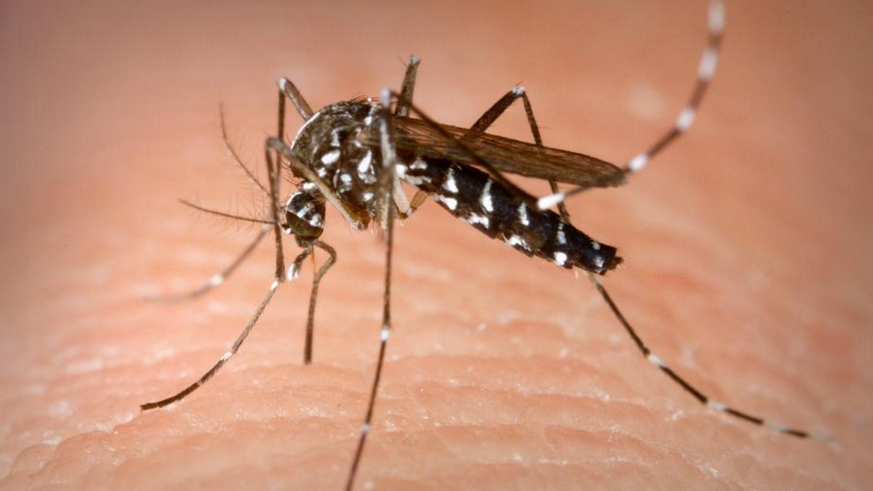 Wenn sie eine infizierte Person gestochen hat, kann die Asiatische Tigermücke Viren übertragen.