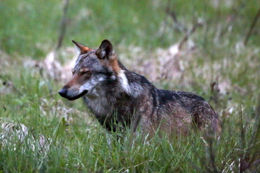 Dieser Wolf, M35, lebt im Wallis.