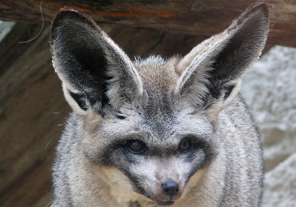 Der Löffelfuchs / Löffelhund
http://www.shauntmax30.com/group/bat-eared-fox/