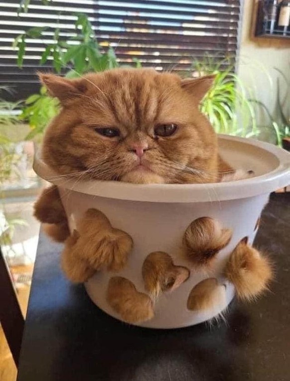 katze cat tier animal cute news

https://www.reddit.com/r/cats/comments/py72z8/can_anyone_help_me_identify_this_plant/