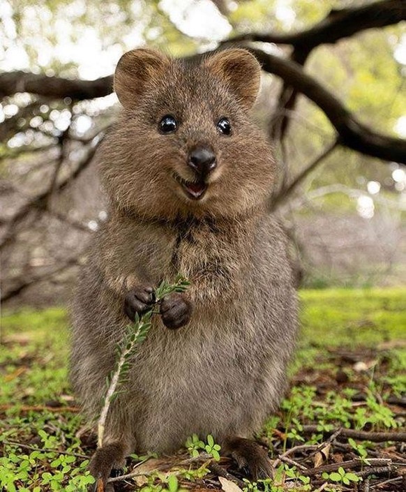 cute news tier quokka

https://www.reddit.com/r/Animal/comments/1gfhe6s/the_worlds_happiest_little_adventurer/