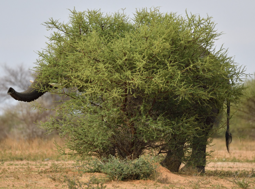 Naturbilder des Jahres, Tierbilder, World Nature Photography Awards