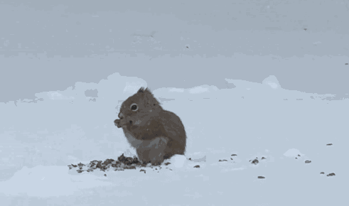 Animiertes GIF