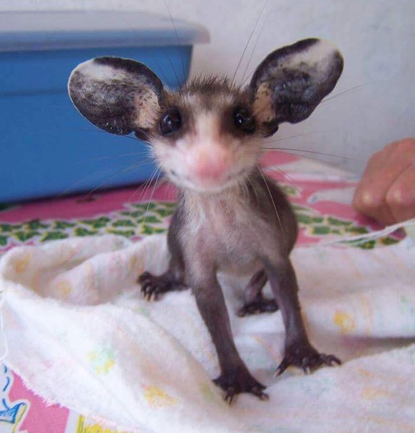 Opossum