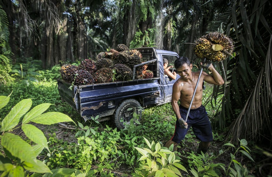 ARCHIV  ZUM NEUEN WASCHMITTEL OHNE PALMOEL DER FIRMA GOOD SOAPS AM DIENSTAG, 19. JUNI 2018, STELLEN WIR IHNEN FOLGENDES BILDMATERIAL ZUR VERFUEGUNG -- (08/42) An Indonesian worker harvests palm fruit ...