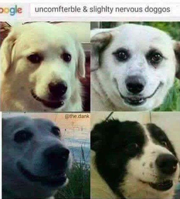 Hunde Meme
Cute News
https://imgur.com/gallery/gGXSv