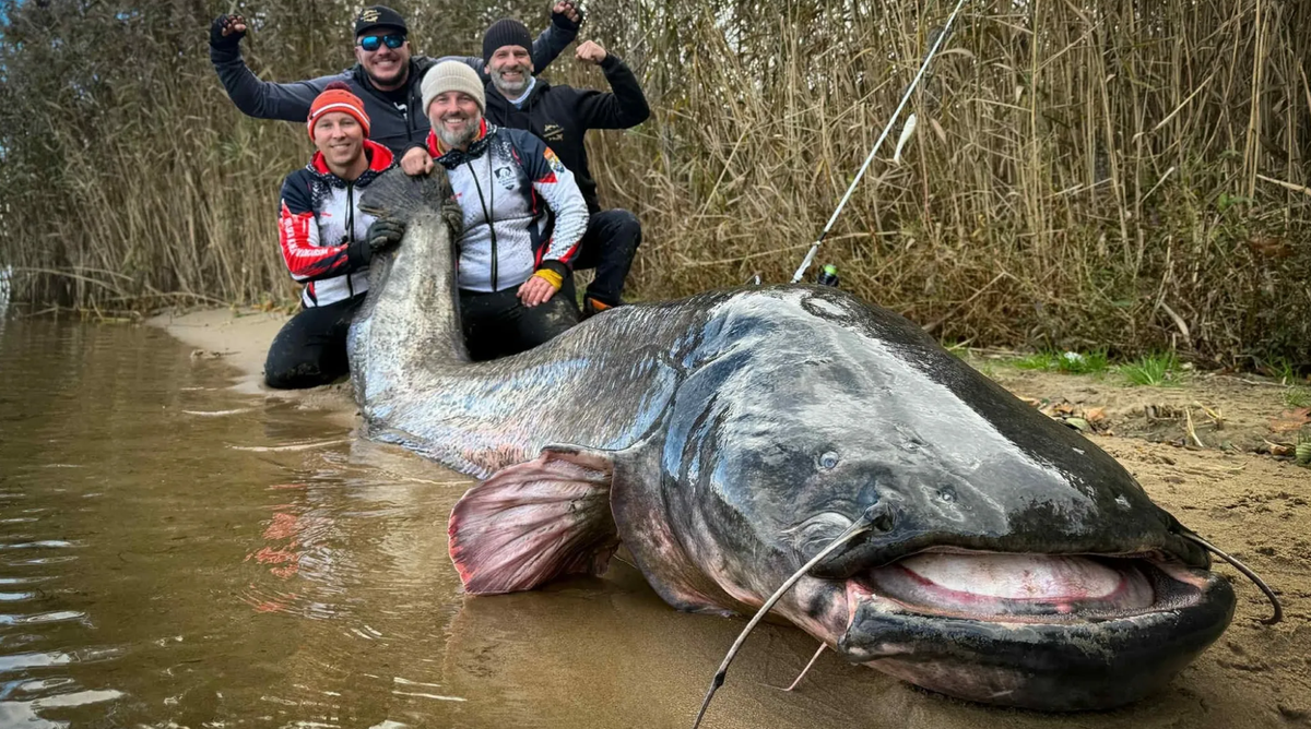 Der aus einem polnischen Stausee gefangene Riesenwels: Angler stellten bereits 2025 einen neuen Weltrekord mit ihm auf. (Archivbild)