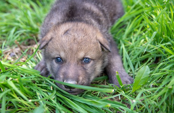 Baby-Wolf im Tierpark Dählhölzli.