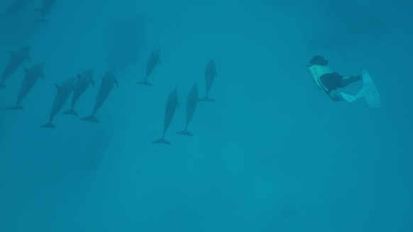 Wie wäre es mit einem Schnorchelausflug mit Delfinen?