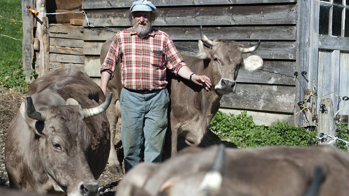 Mountain farmer Armin Capaul outside with his "Braunvieh" cows, pictured on April 7, 2011, in Perrefitte near Moutier in the canton of Berne, Switzerland. Capaul contends for cows and goats  ...