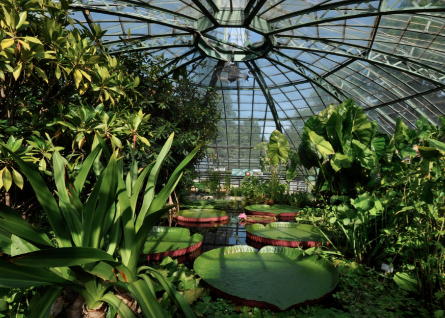 botanischer Garten Basel