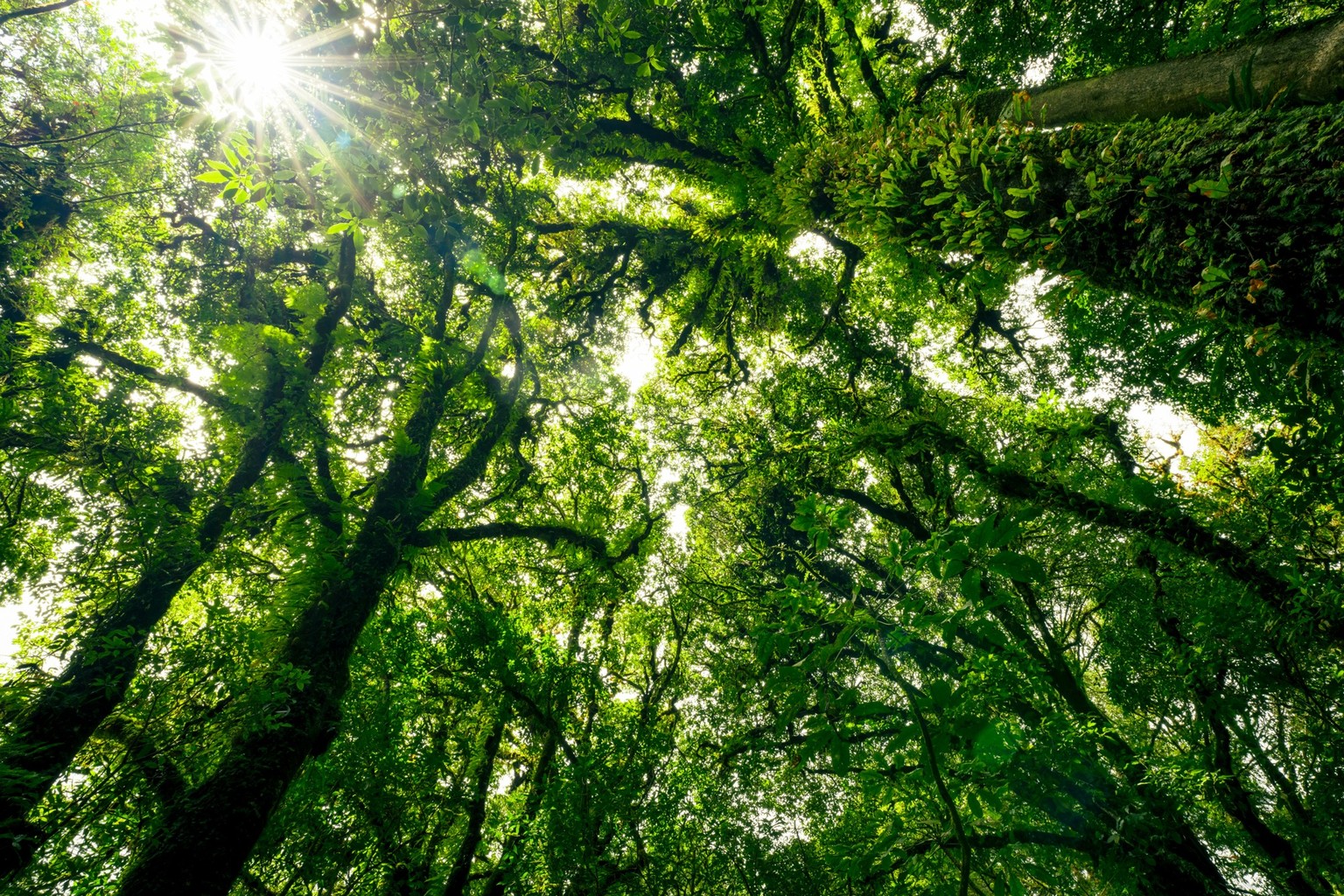 Green tree forest with sunlight through green leaves. Natural carbon capture and carbon credit concept. Sustainable forest management. Trees absorb carbon dioxide. Natural carbon sink. Environment day ...