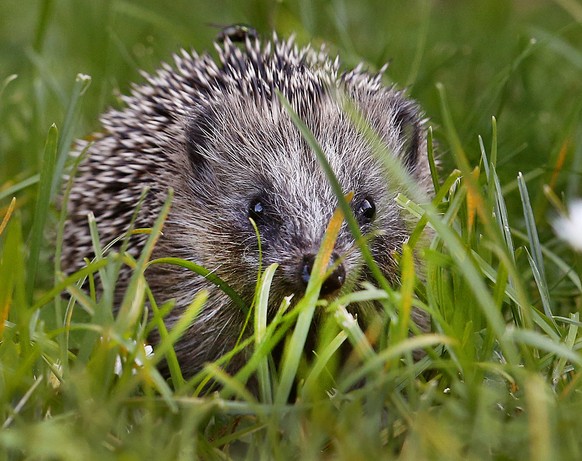 A hedgehog baby walks in the green grass and looks up on a meadow in Frankfurt, Germany, Wednesday, Sept. 27, 2017. (AP Photo/Michael Probst)