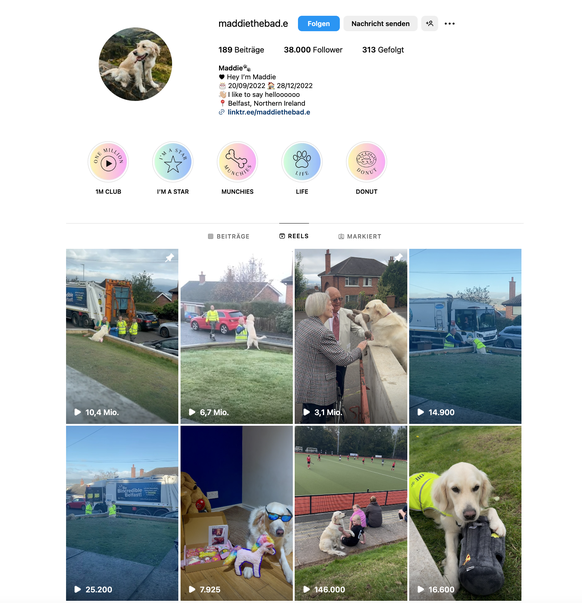 Screenshot vom Instagram-Account von Golden Retriever Maddie aus Belfast in Nordirland. Ging viral, weil sie die Müllabfuhr liebt.