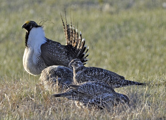 FILE - In this March 1, 2010 file photo, from the U.S. Fish and Wildlife Service, a bi-state sage grouse, rear, struts for a female at a lek, or mating ground, near Bridgeport, Calif. For the third ti ...