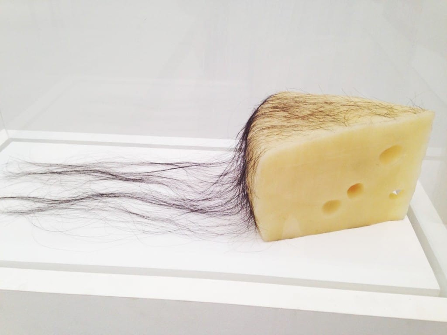 Robert Gober, Long Haired Cheese, 1992-93. Beeswax and human hair. LACMA.