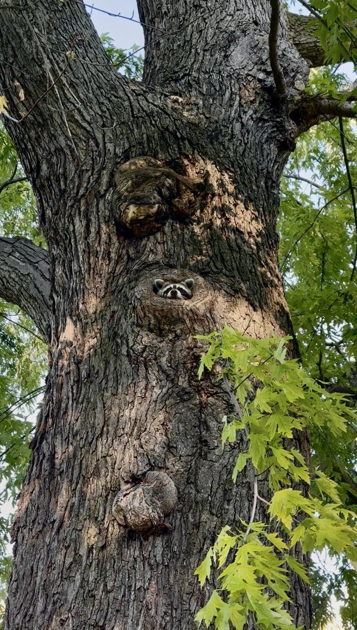 cute news tier raccoon waschbär

https://www.reddit.com/r/Raccoons/comments/1wb3qr4/eye_spy/