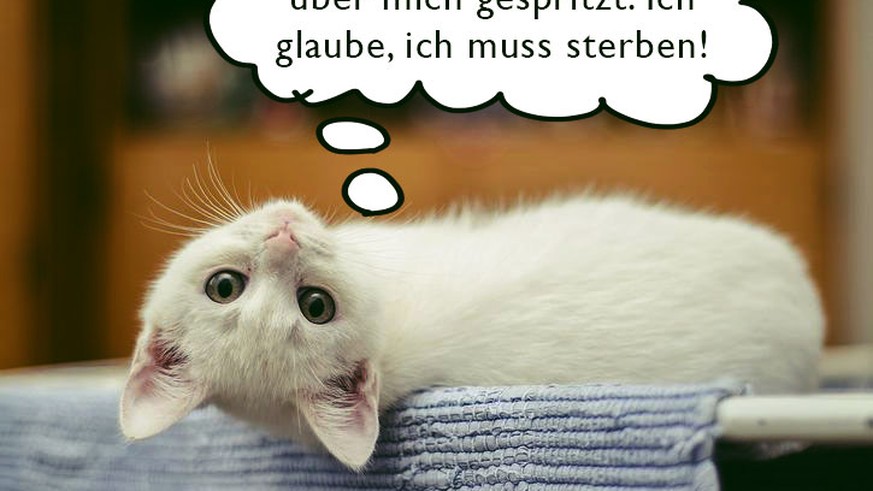dinge-die-eine-katze-denkt-aber-niemals-aussprechen-w-rde-watson