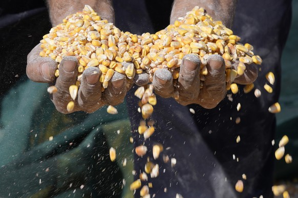 A worker holds corn from a truck that being filled with Ukrainian corn from the ship AK Ambition, sailing under the flag of Panama at Tripoli seaport, in Tripoli, north Lebanon, Monday, Sept. 26, 2022 ...