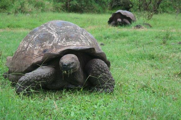 epa09065465 Two giant Glapagos tortoises in a ranch in the interior of Santa Cruz Island, in the Galapagos Archipelago, Ecuador, 23 January 2021 (issued 10 March 2021). During millions of years differ ...