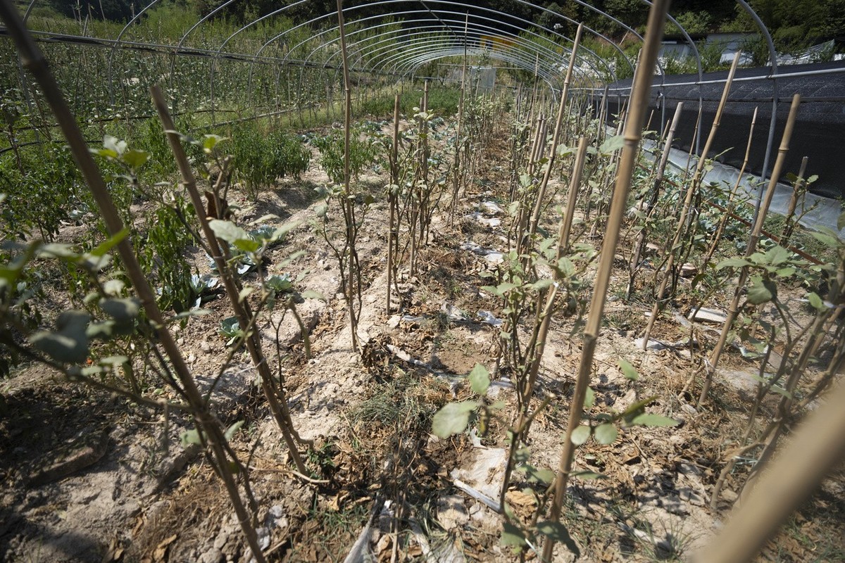 Wilted eggplant plants are seen at the farm of Gan Bingdong in Longquan village in southwestern China's Chongqing Municipality, Saturday, Aug. 20, 2022. Drought conditions across a swathe of Chin ...
